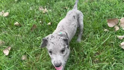Teal, a female Great Dane for sale in Webb City, MO – 9 of 9