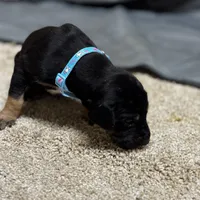 Turqoise, a male Great Dane for sale in Webb City, MO – 9 of 10