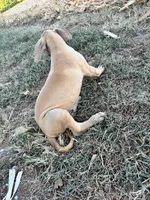 Fawn , a male Great Dane for sale in Webb City, MO – 6 of 10