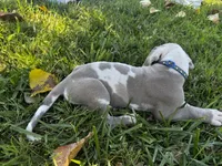 Royal blue, a male Great Dane for sale in Webb City, MO – 8 of 10