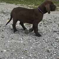 Purple, a female Great Dane for sale in Webb City, MO – 6 of 9