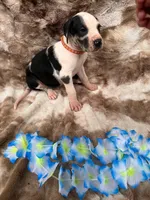 Orange collar , a male Great Dane for sale in Webb City, MO – 1 of 10
