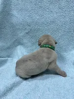 Green collar , a male Great Dane for sale in Webb City, MO – 8 of 9