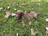 Gray color, a male Great Dane for sale in Webb City, MO – 7 of 8