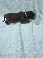Turquoise, a male Great Dane for sale in Webb City, MO – 3 of 10