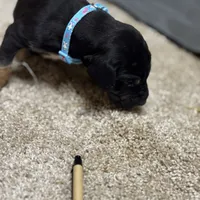 Turqoise, a male Great Dane for sale in Webb City, MO – 8 of 10