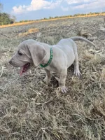 Green collar , a male Great Dane for sale in Webb City, MO – 3 of 9