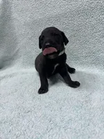 Gray collar , a male Great Dane for sale in Webb City, MO – 8 of 10