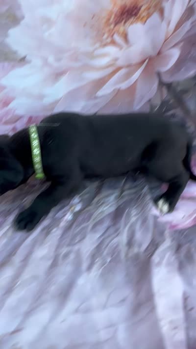 Green collar , a female Great Dane for sale in Webb City, MO – 3 of 10