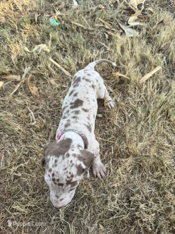 Pinky – Great Dane puppy for sale in Webb City, MO