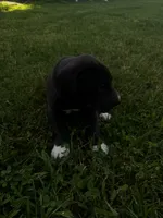 Yellow, a female Great Dane for sale in Webb City, MO – 2 of 10