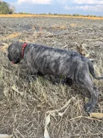 Red collar, a male Great Dane for sale in Webb City, MO – 5 of 10