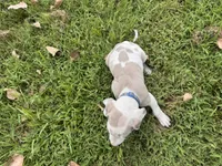 Royal blue, a male Great Dane for sale in Webb City, MO – 5 of 10