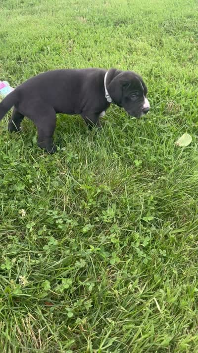 Gray collar, a male Great Dane for sale in Webb City, MO – 10 of 10