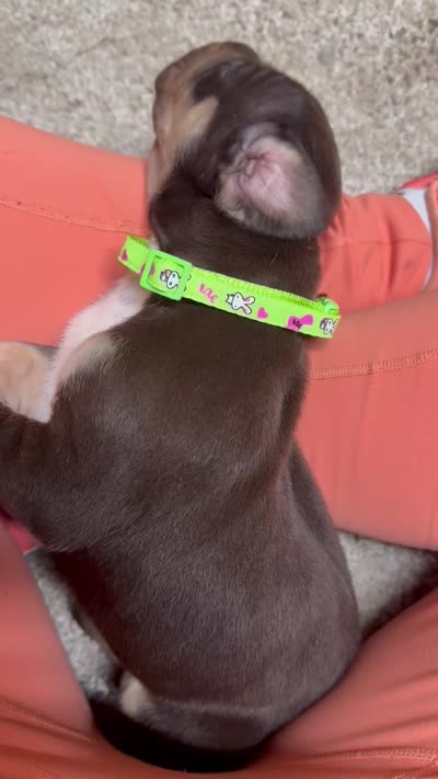 Green collar , a male Great Dane for sale in Webb City, MO – 10 of 10