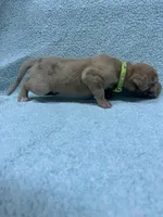 Lime green, a male Great Dane for sale in Webb City, MO – 10 of 10