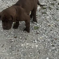 Purple, a female Great Dane for sale in Webb City, MO – 1 of 9