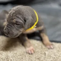 Yellow collat, a male Great Dane for sale in Webb City, MO – 3 of 10