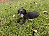 Green, a male Great Dane for sale in Webb City, MO – 2 of 6
