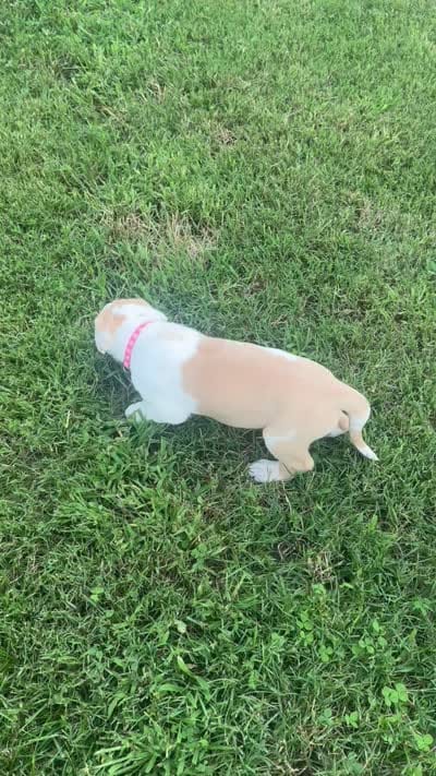 Pink collar , a female Great Dane for sale in Webb City, MO – 9 of 9