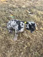 Yellow, a female Great Dane for sale in Webb City, MO – 7 of 10