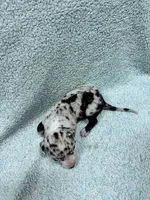 Purple, a female Great Dane for sale in Webb City, MO – 9 of 9