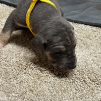 Yellow collat, a male Great Dane for sale in Webb City, MO – 8 of 10