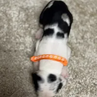 Orange collar , a male Great Dane for sale in Webb City, MO – 3 of 10