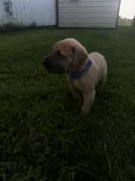 Royal blue, a male Great Dane for sale in Webb City, MO – 7 of 8