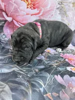 Pink collar, a female Great Dane for sale in Webb City, MO – 2 of 9