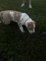 Pink collar , a female Great Dane for sale in Webb City, MO – 4 of 9
