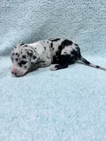 Purple, a female Great Dane for sale in Webb City, MO – 8 of 9