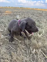 Pink collar , a female Great Dane for sale in Webb City, MO – 7 of 10