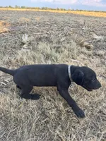 Gray collar , a male Great Dane for sale in Webb City, MO – 3 of 10