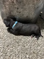 Turquoise- Oreo , a male Great Dane for sale in Webb City, MO – 2 of 9