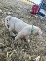 Green collar , a male Great Dane for sale in Webb City, MO – 4 of 9
