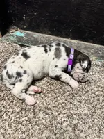 Purple collar / beautiful , a female Great Dane for sale in Webb City, MO – 4 of 7