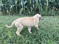 Fawn , a male Great Dane for sale in Webb City, MO – 4 of 10
