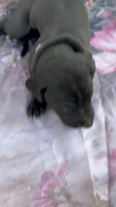 Turquoise- Oreo , a male Great Dane for sale in Webb City, MO – 9 of 9