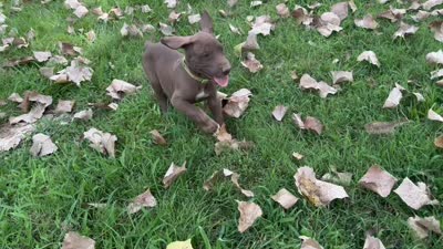 Lime green , a female Great Dane for sale in Webb City, MO – 10 of 10