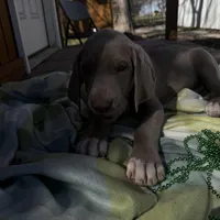 Black collar , a male Great Dane for sale in Webb City, MO – Photo 3 of 8