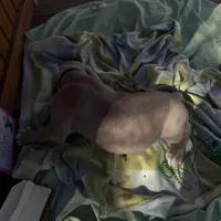 Black collar , a male Great Dane for sale in Webb City, MO – Photo 8 of 8