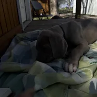 Black collar , a male Great Dane for sale in Webb City, MO – Photo 5 of 8