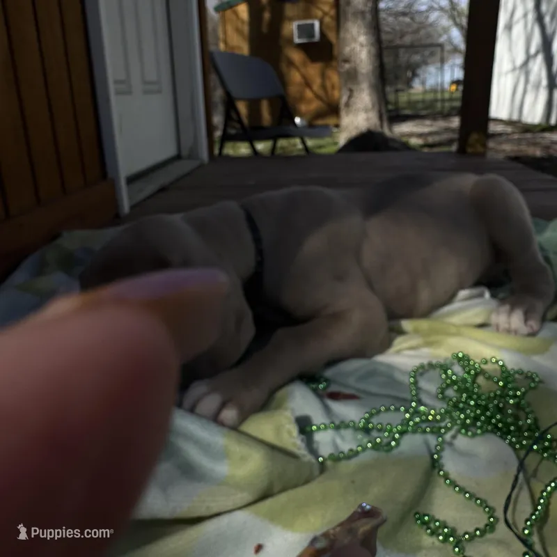 Black collar , a male Great Dane for sale in Webb City, MO – Photo 1 of 8