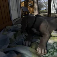 Black collar , a male Great Dane for sale in Webb City, MO – Photo 4 of 8