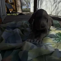 Black collar , a male Great Dane for sale in Webb City, MO – Photo 6 of 8