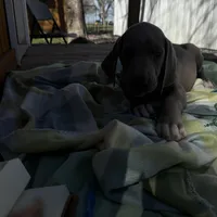 Black collar , a male Great Dane for sale in Webb City, MO – Photo 2 of 8