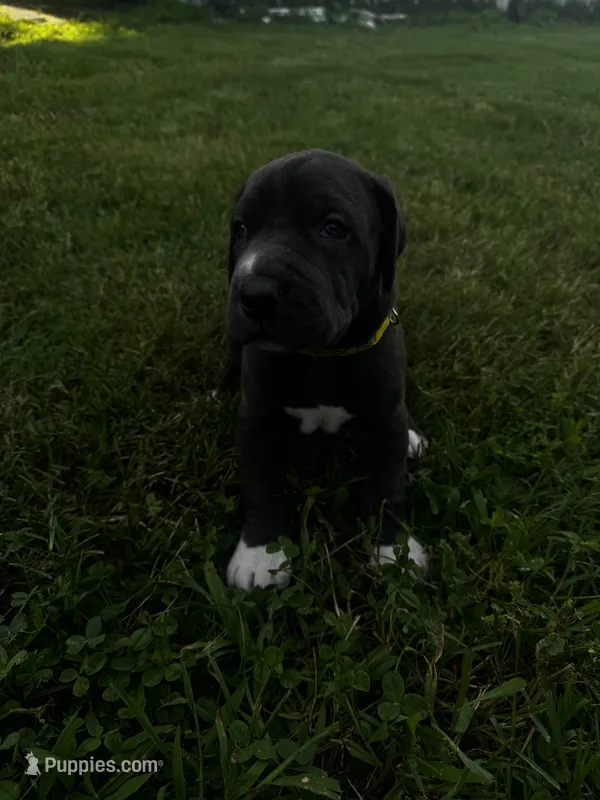 Yellow – Great Dane puppy for sale in Webb City, MO