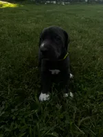 Yellow, a female Great Dane for sale in Webb City, MO – 1 of 10