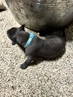 Turquoise- Oreo , a male Great Dane for sale in Webb City, MO – 7 of 9